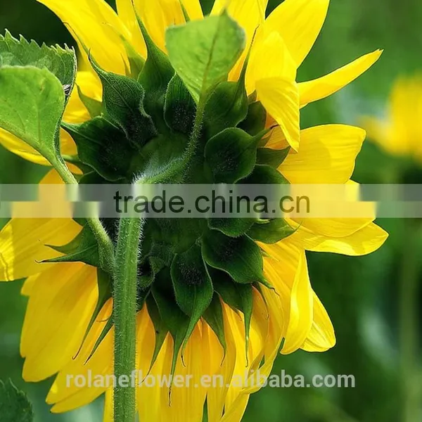 Fashion Hot Sale Beautiful Flower Sunflower For Gift photo-3