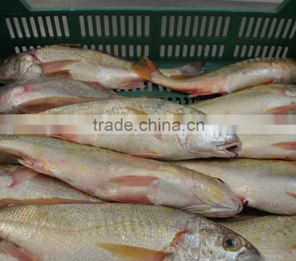 MEXICO YELLOW CROAKER WHOLE ROUND photo-6