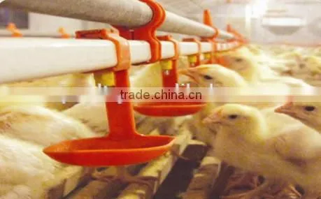 Broiler Ground Raising Equipment Chicken House photo-2