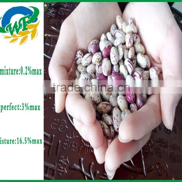 2015 Chinese Light Speckled Kidney Beans American Round for Europ photo-4