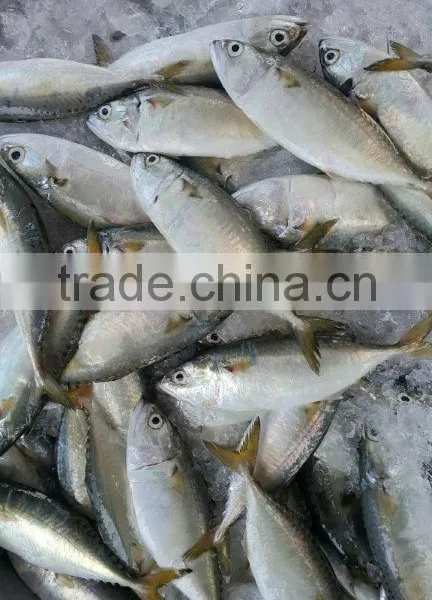 FROZEN INDIAN MACKEREL GRADE AAA WHOLE ROUND photo-3