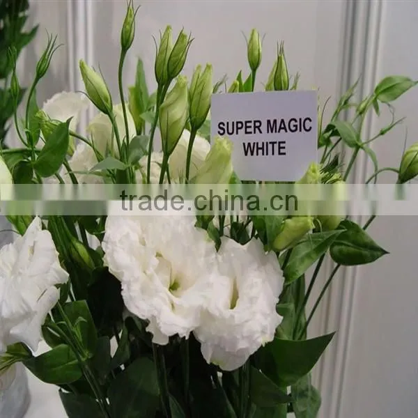 High Quality Fresh Cut Flowers Eustoma From Flower Plating Base photo-2