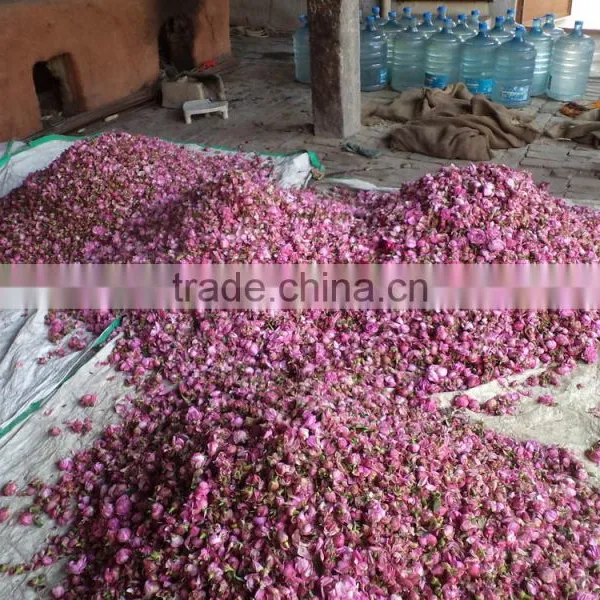 Indian Rose Oil for Skin Care photo-5