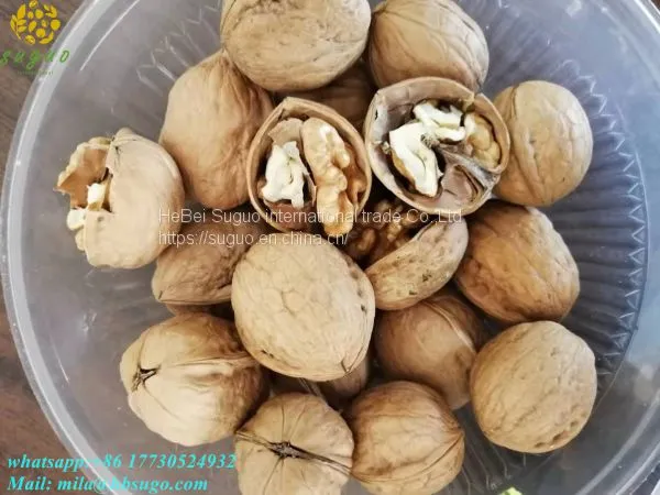 2020 New Crop of 185 Washed/unwashed Walnut Inshell