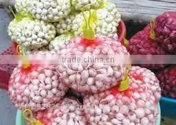 NATURAL GARLIC photo-4
