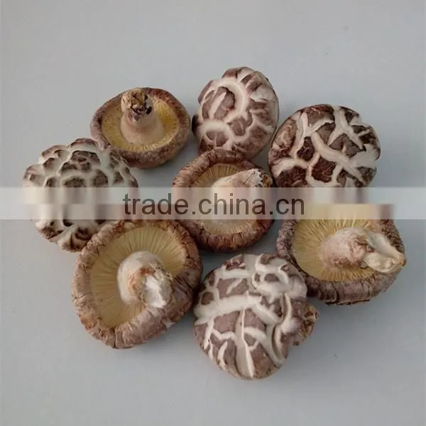 Dried Tea Flower Mushrooms photo-2