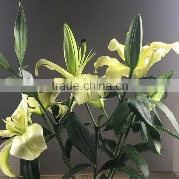 Fashion Yellow King Lilies Flower photo-6