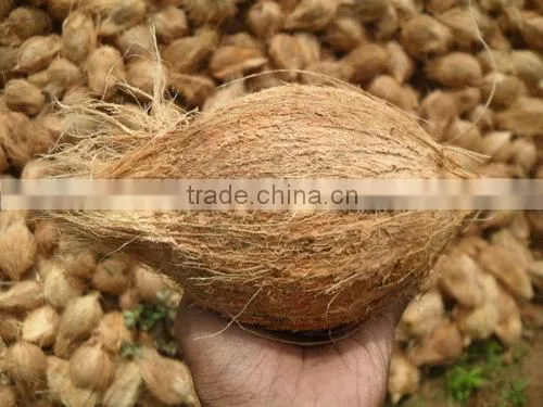COCONUTS FOR SALE
