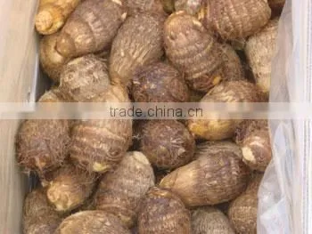Fresh Taro Supplier photo-2
