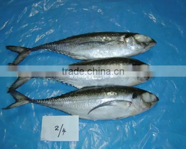 Frozen Horse Mackerel Whole Round