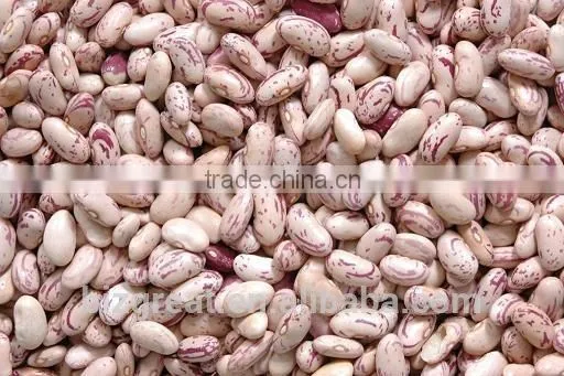 Best Price New Crop Light Speckled Kidney Beans With Good Quality photo-5