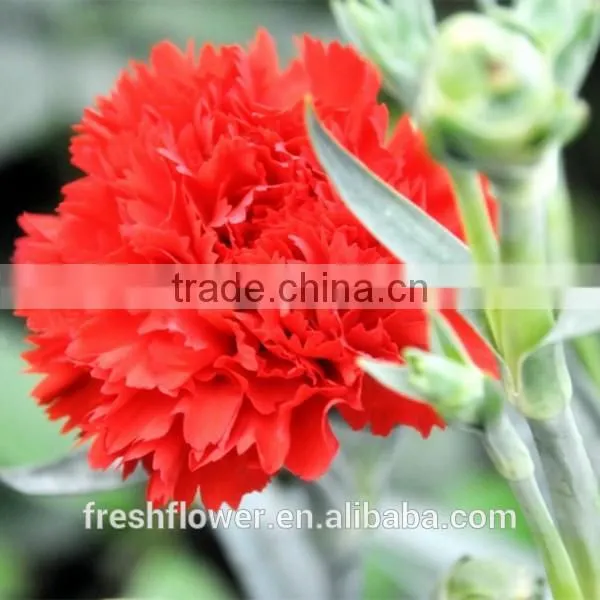Christmas Present of Fresh Flower Named Fresh Carnation Flower