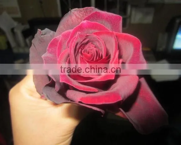 High Grade Fresh Cut Flower Wholesale Black Magic 002 Rose