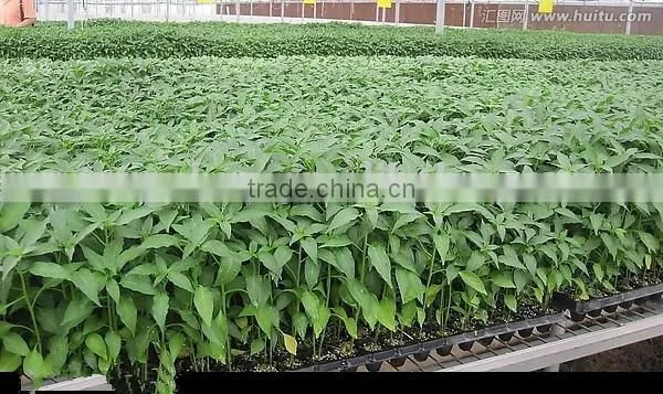 Made in China Hot Sale Promotion Agriculture Seedling Tray photo-4