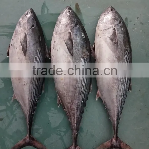 Frozen New Fish Bonito Tuna Whole photo-2