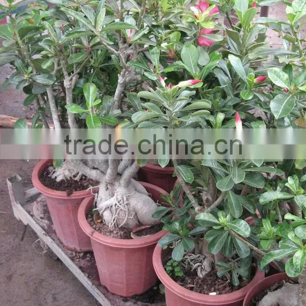 Adenium Obesum Desert Rose photo-2