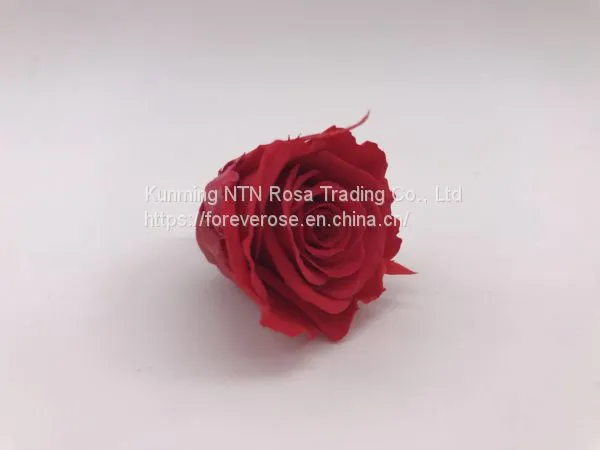 A Grade Everlasting Fresh Flower Decoration Rose Preserved Rose Head photo-3