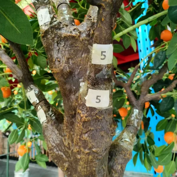 Mediterranean Artificial Citrus Tree - Real Touch Trunk With 100 Fruits, Balcony/Garden Decorative photo-4