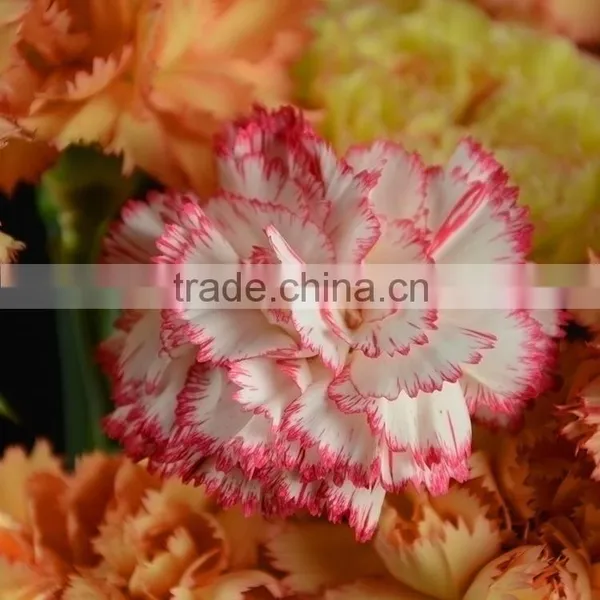 Special OEM Fresh Cut Red Pink Carnations Flowers photo-2