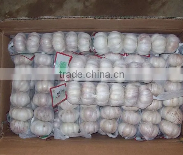 Red Garlic and Store Garlic Price 2016'' ( Hot Sales)
