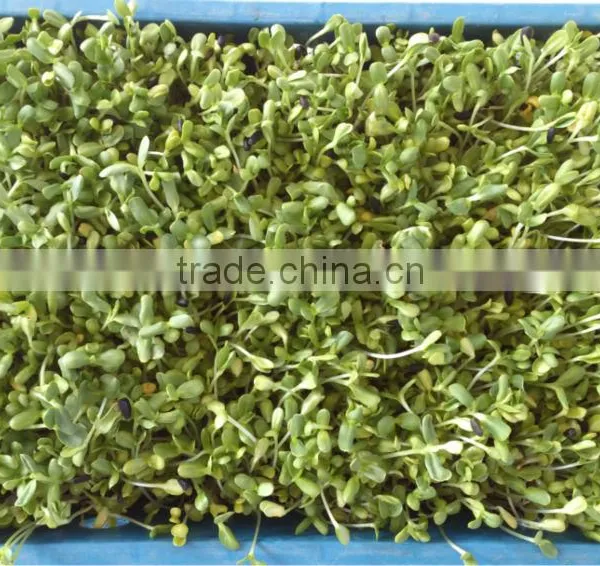 Hydroponics Animal Fodder Bean Sprout Machine/oat Sprouting Machine/ Bean Sprout Growing Machine on Sale photo-5