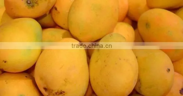 Best Quality Fresh Mango