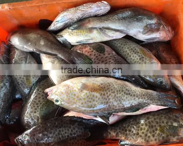 FROZEN REEFCOD/GROUPER WHOLE I.F./IWP photo-2