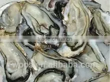 New Arrival Fresh Frozen Oyster