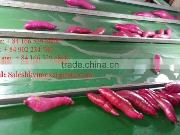 Viet Nam Sweet Potato photo-4