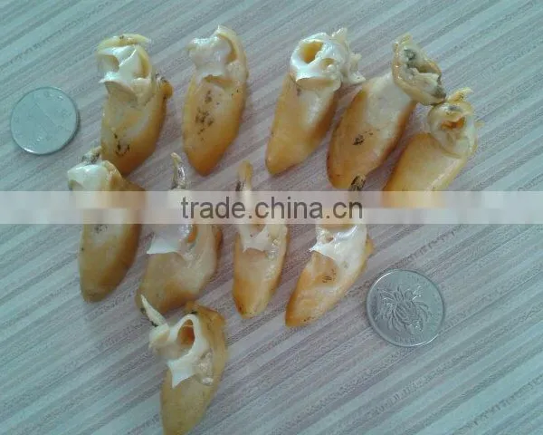 Frozen Sticky Snail Meat(703)