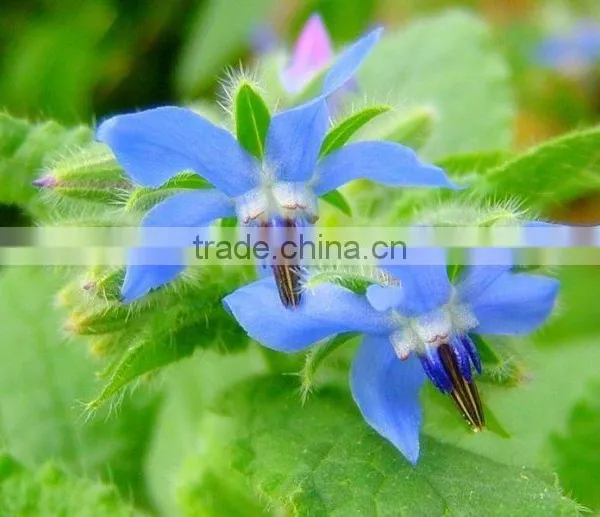 Gold Pure&natural Organic Borage Seed Oil Refined Oil Cure PMS photo-3