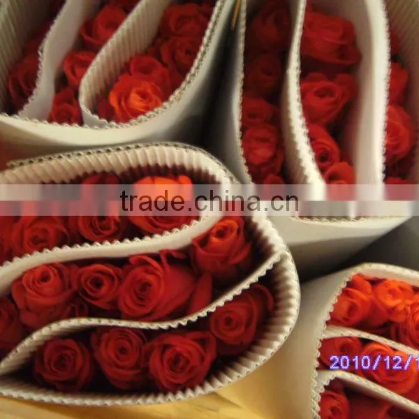 Wholesale High Grade Fresh Cut Flowers Black Rose Plants From Plants Base photo-4