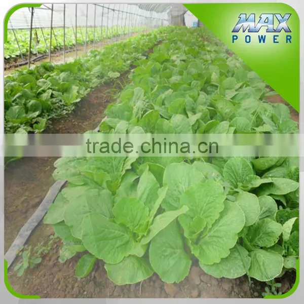 Cabbage Planting With Spray Irrigation System photo-3
