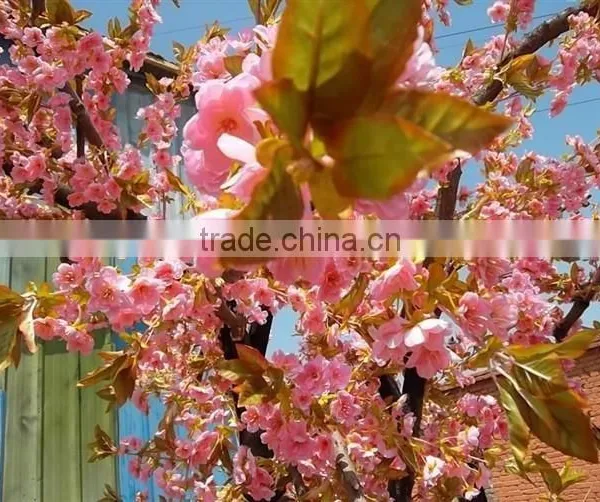 Big OEM/ODM Wedding Decoration Artificial Cherry Blossom Trees photo-3