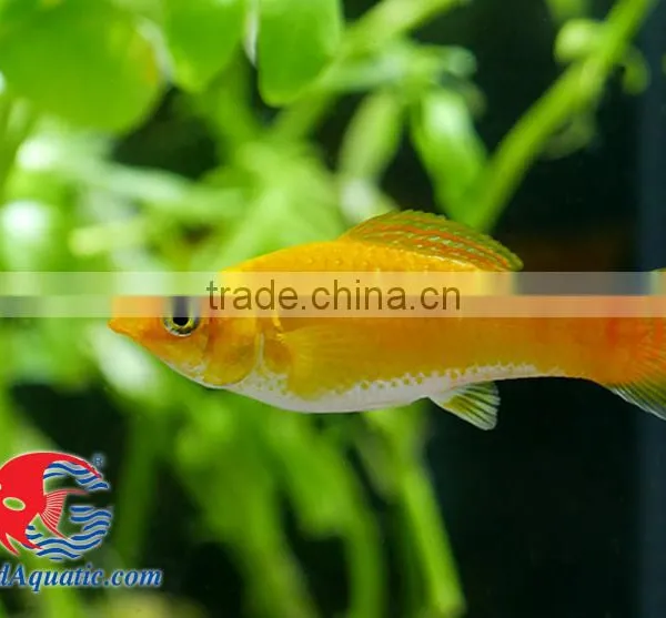 Snow White Sailfin Molly Fish for Freshwater Aquarium Tank photo-2