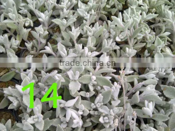 Succulent Plant Kalanchoe Eriophylla Snow photo-3