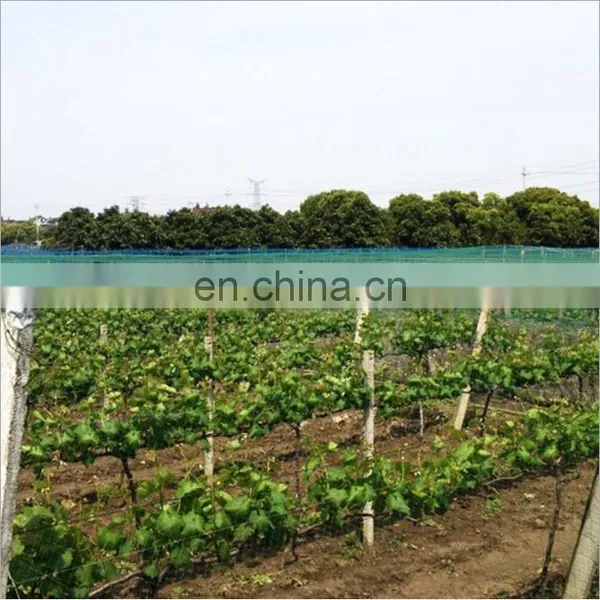 Free Sample Hdpe 50gsm Anti Hail Net photo-3