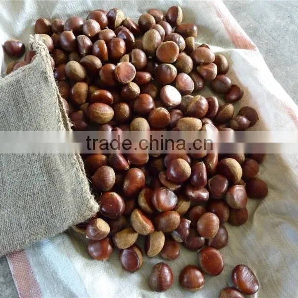 Fresh Chestnut photo-5