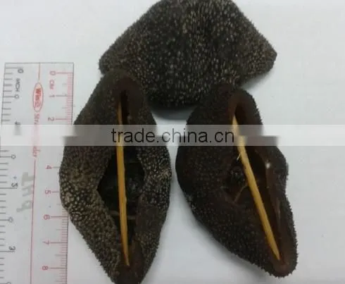 Dried Sea Cucumber ( Black/Yellow Sand Fish ) photo-3