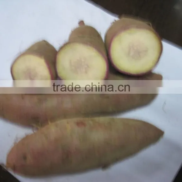 2015 Sunny Orchard Fresh Sweet Potato photo-6
