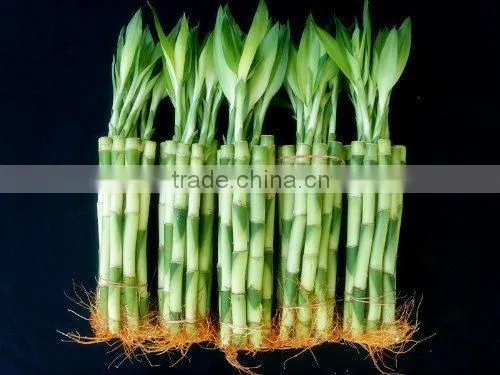 Indoor Plants 20cm Straight Lucky Bamboo Live Plants