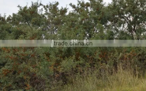 High-quality Seabuckthorn Fruit Oil,essential Oil, Wild Plant Oil photo-4