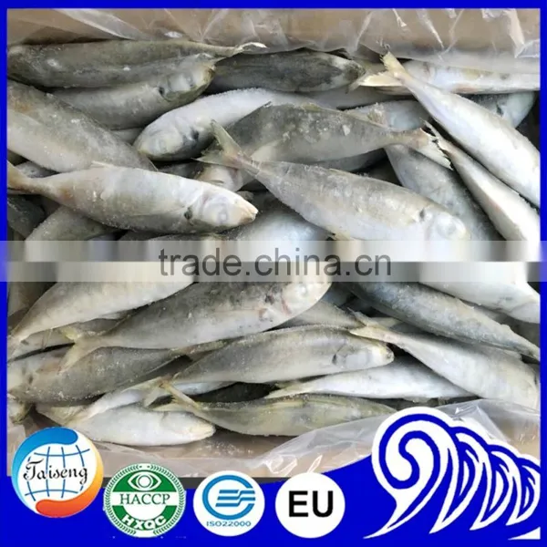 New Arrival Good Quality Frozen Horse Mackerel Fish photo-4