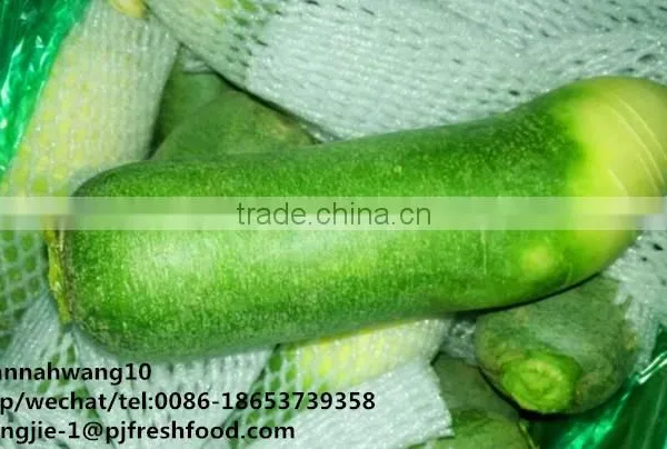 2016 White Green Fresh Radish photo-3