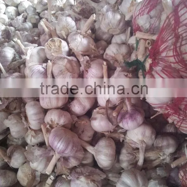 Fresh Garlic 2015 Crop photo-5