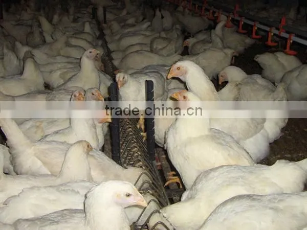 Modern Breeder Chicken Environment Control House photo-3