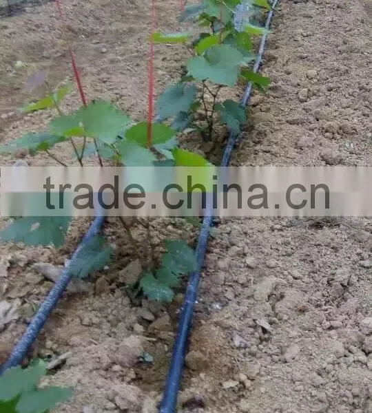 Grape Drip Irrigation for Orchard photo-5