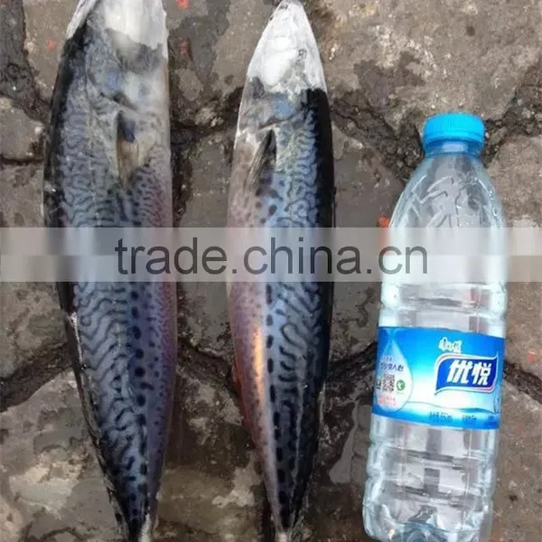 Frozen Good Quality Pacific Mackerel photo-3