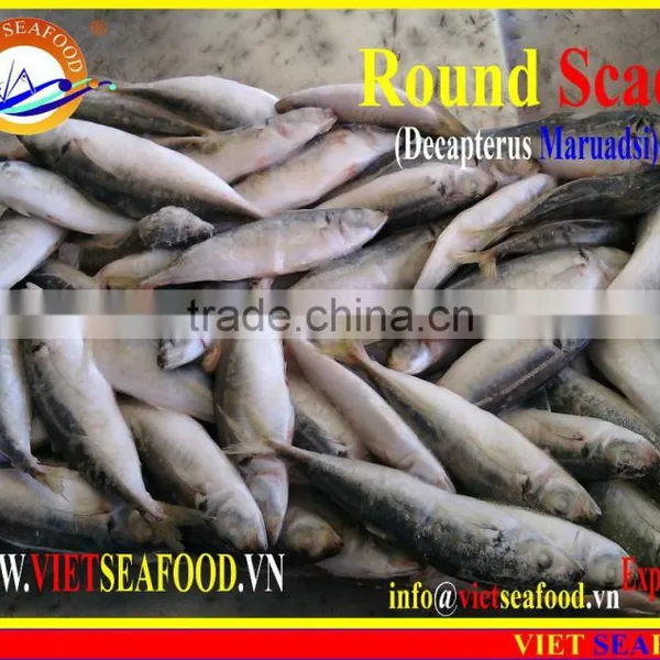 FROZEN MARUADSI WHOLE ROUND (ROUND SCAD) photo-6