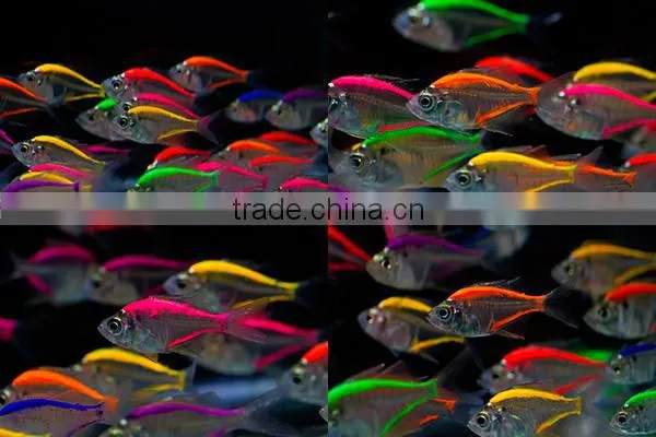 Glass Fish Mix Color For Sale to Aquarium Fish Importer